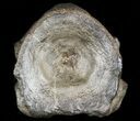 Ichthyosaur Vertebrae - Somerset, England #46149-1